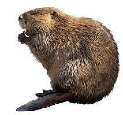 Le problème du castor