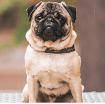 Les animaux pensent-ils ?